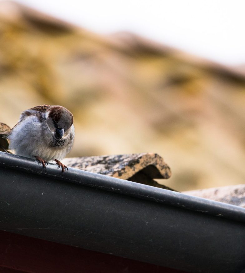 natuurlijkvriendelijk-isoleren natuurlijkvriendelijk-isoleren